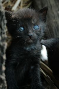 schwarzes Katzenbaby mit blauen Augen